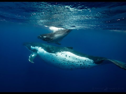 Ocean Souls'
