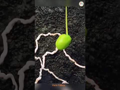 Duniya hari bhari ho jaaye 🌳🌲 #hari #duniya #trending #toptrending #titanic #Lager #tranding #viral