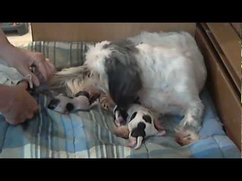 dog is having a hard time giving birth