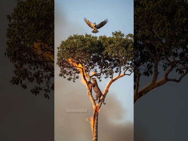 Harpy Eagle Saves Jaguar Cub From Deadly Fire! #rescue #animals #Wildlife