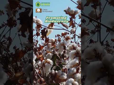 How Regenerative Agriculture Is Transforming the Cotton Industry  #farming  #agriculture #shorts