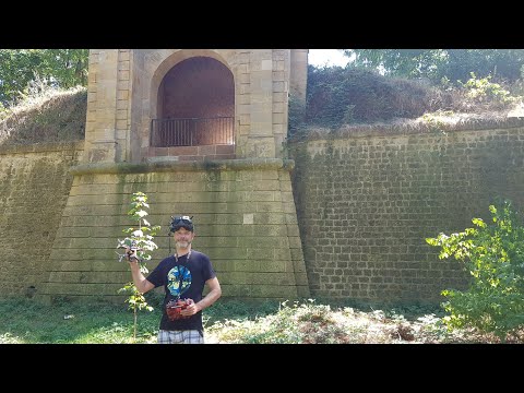 Runcam Thumb pro only stabelized with gyroflow stock settings
