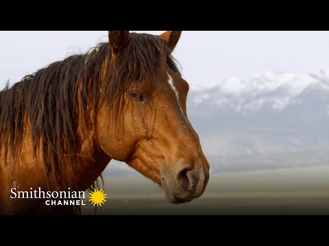 America's Wild Seasons'