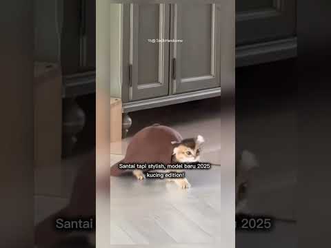 kucing ini lucu pakai topi #shorts #short