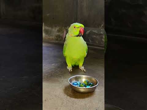 mummy ko bulao 🦜💞 #talkingparot #petbird #nonstoptalkingparrot #mummypapa #shortvideo #trendingreels