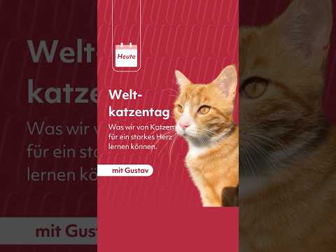 🐾 Herzgesund leben wie unsere Katzen