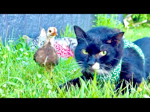 猫の背後に忍び寄るヒヨコのかわいい瞬間 サムネイル