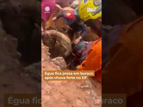 Égua fica presa em buraco após chuva forte no Distrito Federal #shorts #falabrasil