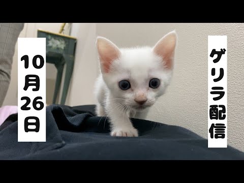 お久しぶりのゲリラ配信