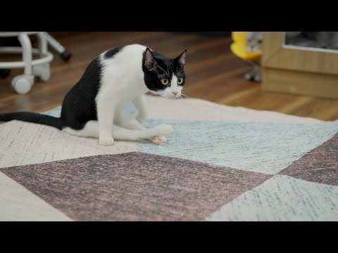 後ろ足が使えないのに、走る速さは普通の猫以上！？驚きの猫ちゃん！