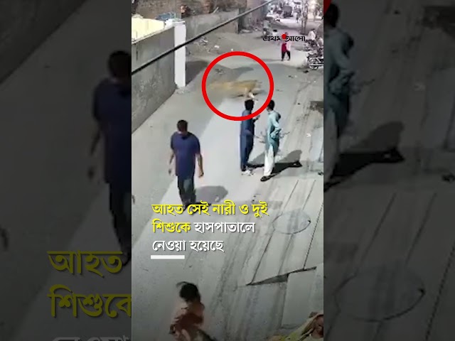 লাহোরের রাস্তায় পোষা সিংহের হামলা, তিনজন আহত