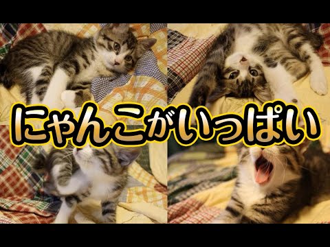 【猫動画】にゃんこがいっぱい〜にゃんともパレード〜#猫動画#猫#340