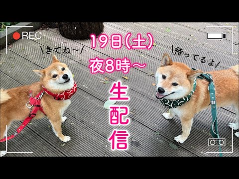 【🔴生配信 】夜8時から🐶お話しましょう❤️💚