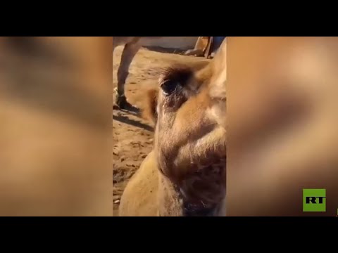 شدة البرد في السعودية تجمد الدموع في عيون الإبل
