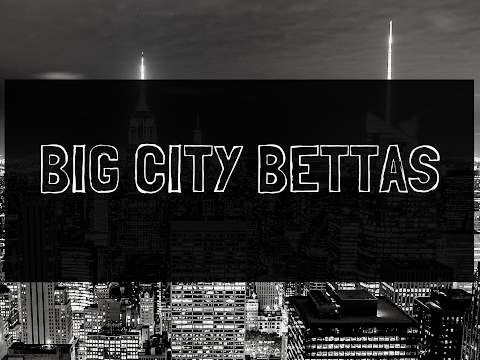 Big City Bettas Live Stream 