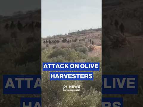 'Israeli' settler, military attack Palestinian olive harvesters in the occupied West Bank