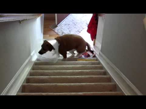 Lucy Conquers Stairs - Part 1