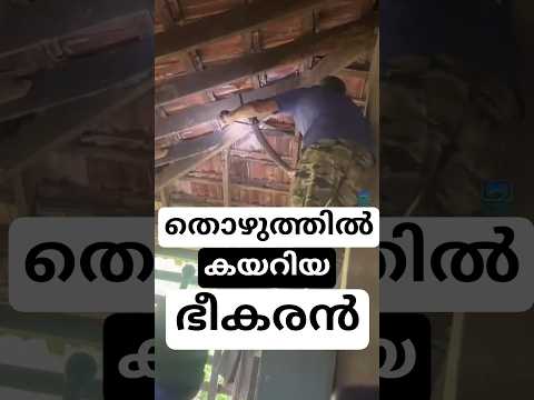 സമ്മതിക്കണം ഈ ധൈര്യം- എത്ര ഉയരത്തിൽ ആണെങ്കിലും മഹേഷേട്ടൻ പൊക്കിയിരിക്കും - #snake #cobra #kingcobra