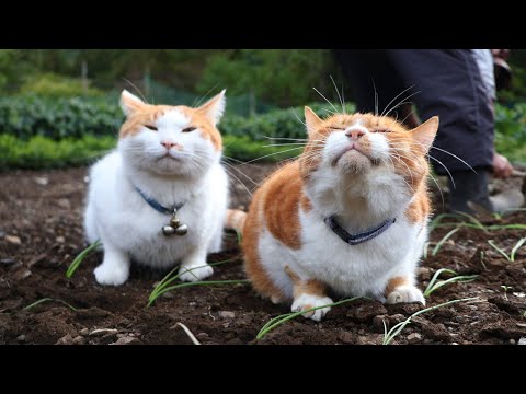 ちろぽんさばじろうと玉ねぎ苗の植え付けと楽しい農作業の様子 サムネイル