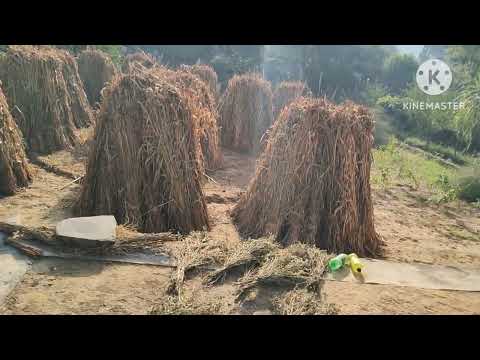 Hamare gav ka sin# viral video #tarendig video #shear video ##