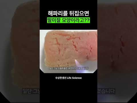 해파리를 뒤집으면 말미잘 모양인 이유