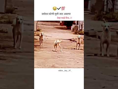 माझे मित्र..!!😂😂😂 #bappa #funny #cat #dogs #dog #shortsfeed #shortvideo #ternding #new #comedy
