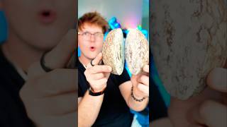 I Cut Open a “Dinosaur Egg”