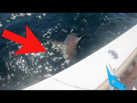 10 FOOT Tiger Shark DESTROYS Our Cobia!! (South Carolina Fishing)