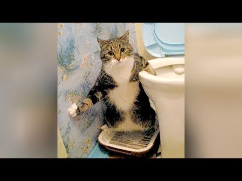 WEIRD CATS will make you CRY WITH LAUGHTER! - Super FUNNY CATS