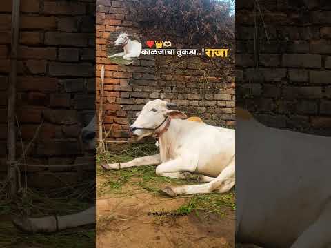 काळजाचा चा तुकडा आहे ..(राजा)/#cow#bailgada#shorts