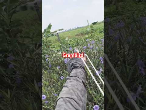 Slingdhot gran bird #huntingslingshot