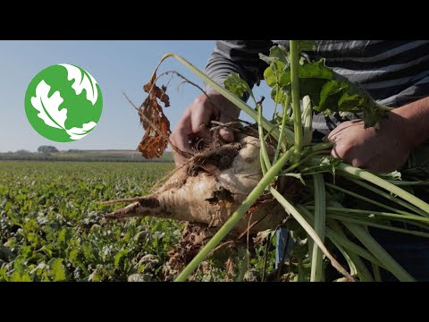 Climate Solutions: Regenerative Agriculture
