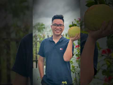 Hương bưởi thơm cho lòng bối rối