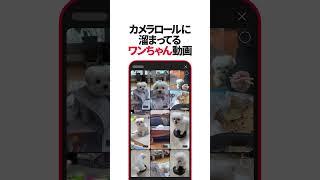 動画サムネイル