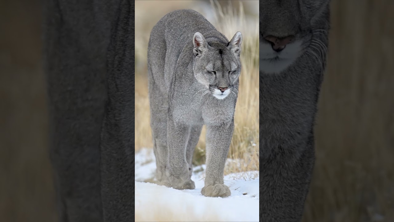 Pumas are officially the mammal with the most names, over 40 across different regions! #Shorts #Puma