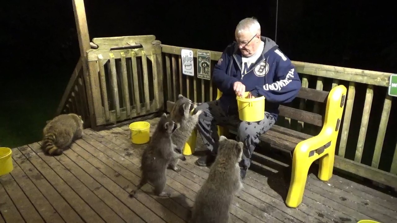RACCOON DINER ON THURSDAY WITH HARD BOILED EGGS