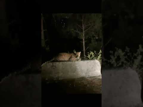 tiger in my village (alwar rajasthan)