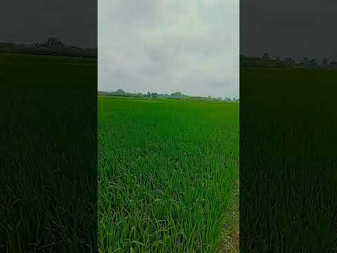 viral short #khetibadi #trendingshorts #bollywood