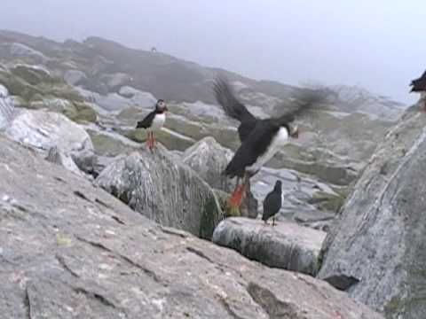 Puffin Movie (21)