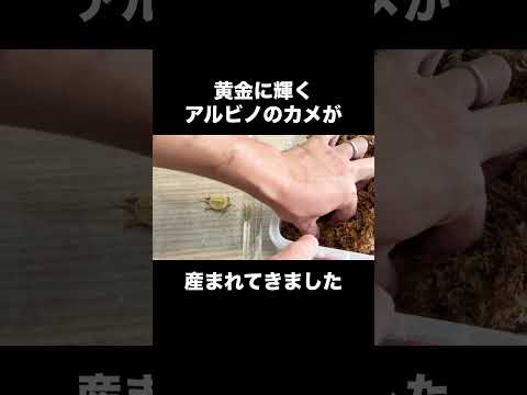 黄金に輝くアルビノのカメが産まれてきました
