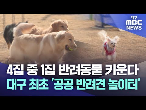 4집 중 1집 반려동물 키운다···대구 최초 '반려견 놀이터' 개장 | 대구MBC뉴스