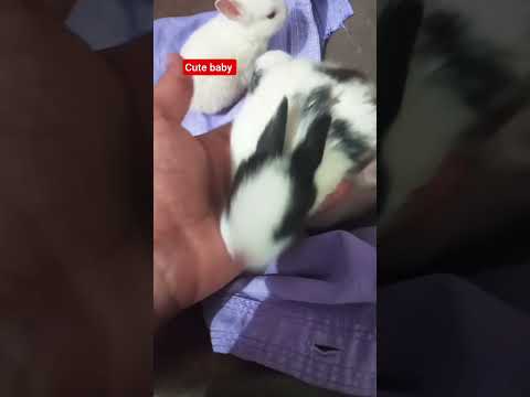 #1000subscribe task #mannurabbit