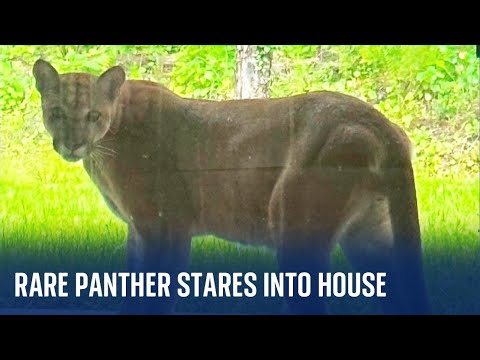 Florida: Rare panther stares through a garden window