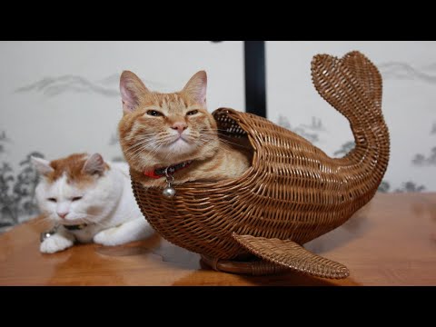 かご猫のライブ配信（2025年9月19日）で癒しのひとときを サムネイル