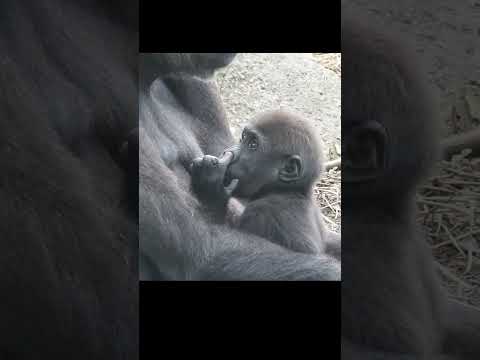 #gorilla Tayari 11y1m old mom & son Jabali 1y5m old #shorts T抱J喝奶.呷百二挖鼻孔 サムネイル