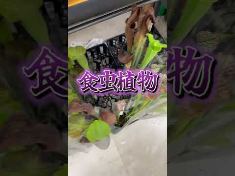 虫を食べまくる草がたくさん売られていました…
