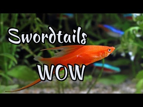 Swordtail Baby's We have baby Swordtails in our outside container. Hope this colony grows. 

#shorts #swordtail #live