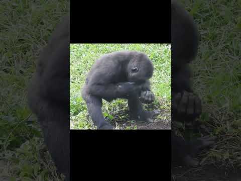 犬の動画サムネイル - little #gorilla Ringo 4y old. play with sand. pat off the sand. #shorts. 玩沙。拍掉頭上沙。洗臉 5-28