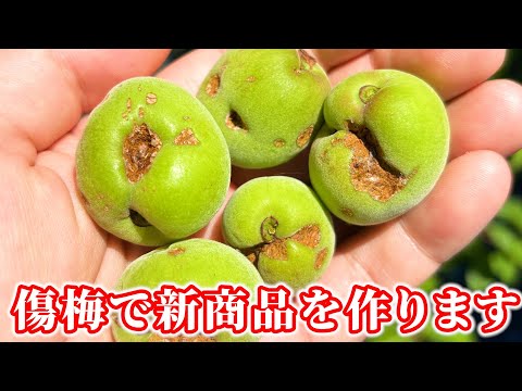 【雹被害】雹で傷ついた梅で梅のお酒を作ります。