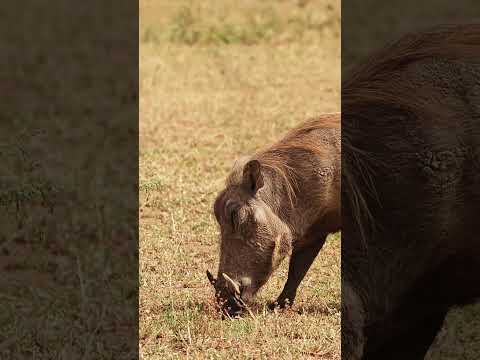 Warthog - Kruger National Park